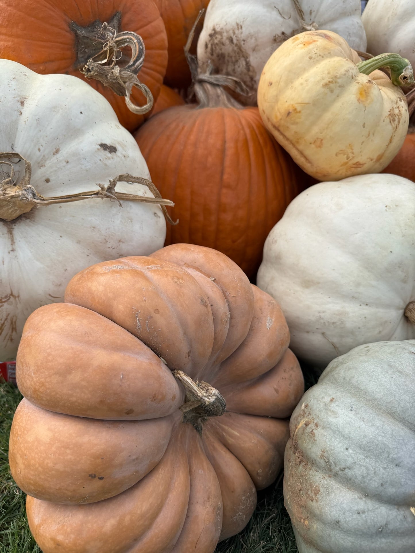 Gourd-geous Pumpkins