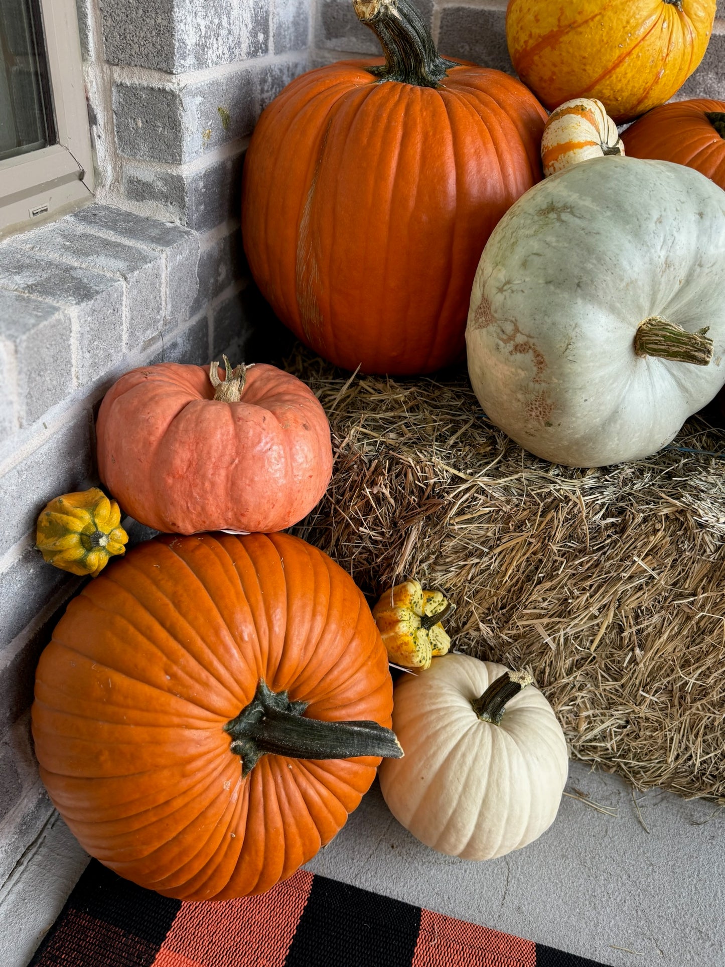 Pumpkin Patch Palooza