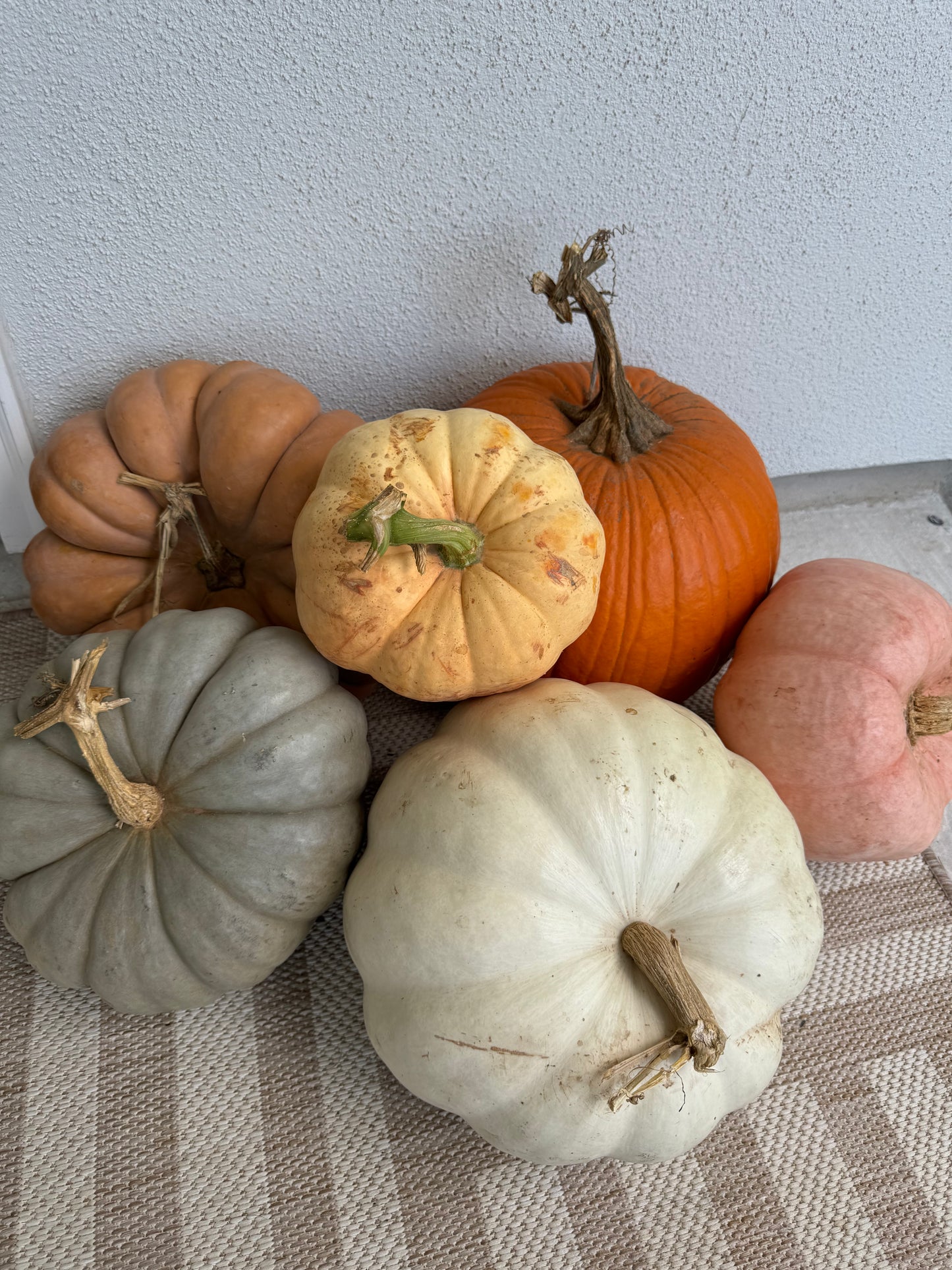 Harvest Haven